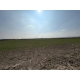 KORUCUK'DA 24,900 M² SATILIK FIRSAT TARLA